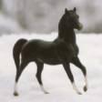 Andalusian Stallion: Right Lead Photo by Kollean Gouton
