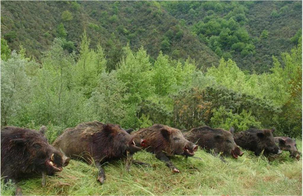 Depending on the position of the moon in a full moon phase, the hunter is picked up by the guide in the evenings of hunting days and driven with a vehicle into the Wild Boar reserve, where they can