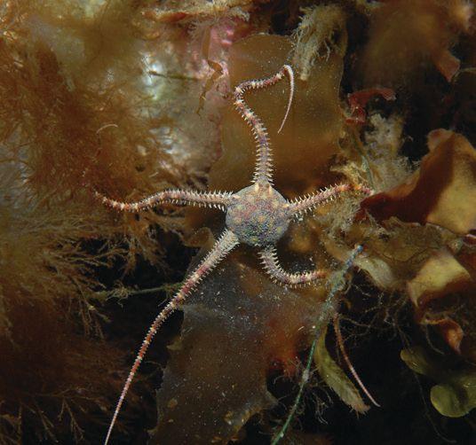 EXPLORING AN ICE COVERED WILDERNESS GREENLAND Brittle Stars are suited for this harsh environment About Eco-Photo Explorers: Michael Salvarezza & Christopher P.