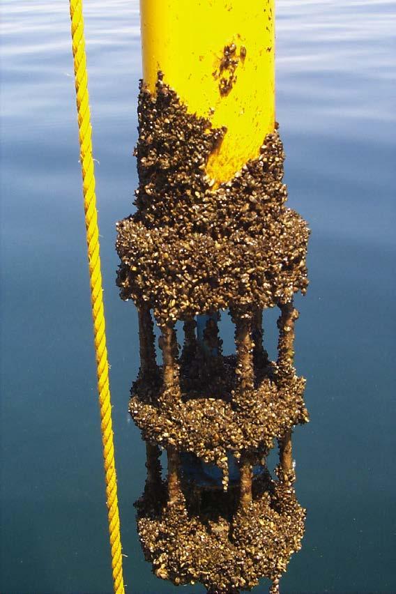 Zebra mussels attached to a