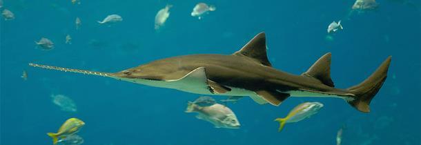 International measures Regulate and monitoring the trade of some of the most threatened sharks CITES (Convention on International Trade in Endangered Species of Wild Fauna