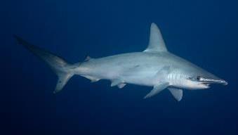 International measures Regulate and monitoring the trade of some of the most threatened sharks CITES (Convention on International Trade in Endangered