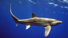 most threatened sharks CITES