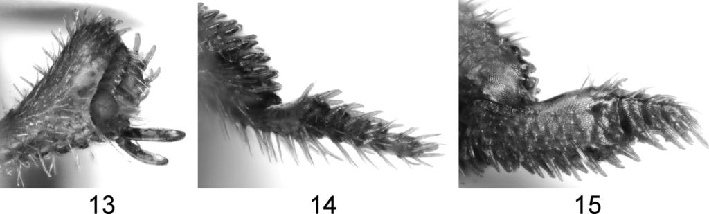 30 Kimio MASUMOTO, Katsumi AKITA and Chi-Feng LEE Figs. 13 15. Taiwanotrachyscelis chengi gen. et sp. nov., holotype,. 13, protarsus; 14, mesotarsus; 15, metatarsus.
