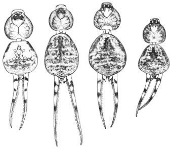 14 Zoological Studies 46(1): 12-25 (2007) - Dorsal spermatheca rounded; ventral spermatheca slender reaching to or exceeding anterior margin of dorsal spermatheca (Fig. 25)... H. montana sp. nov.