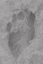 toe. (C) Second trail on the upper footprint surface at FwJj14E, showing two left feet.