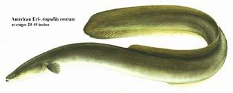 Anadromous/Catadromous Fish Using Anadromous American Shad Hickory Shad Blueback Herring Alewife Striped Bass Rainbow