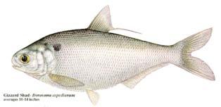 Potamodromous Fish Using Tributaries for Spawning White