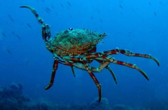 gammarus) Brown crab (Cancer pagurus) Spider crab (Maja