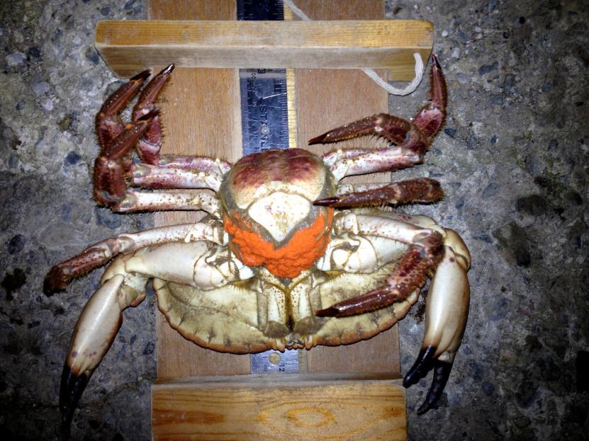 Aim: The Brown Crab (Cancer pagurus) is broadly distributed and occupies a variety of habitats, varying with life stage. Brown crabs in Wales are caught in pots and sold for live export.