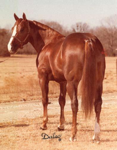 The all-around talented chestnut stallion earned an American Quarter Horse Association (AQHA) Register of Merit, winning Grand Champion and Reserve Champion halter points, as well as cutting and