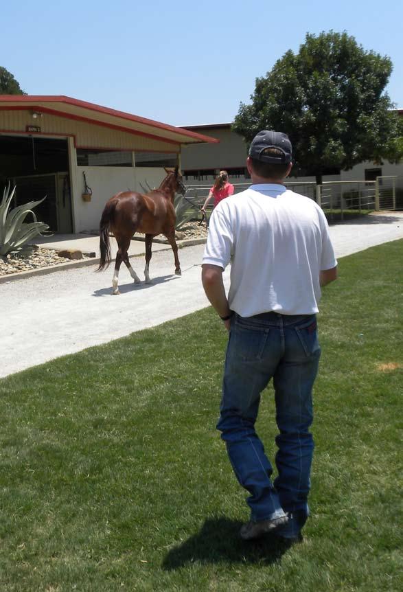 FYI "It s the buyer s responsibility to ask the right questions to help determine if the horse is the appropriate choice for him or her." QHN File Photo 8.