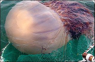 giant jellyfish and HAB, high-frequency monitoring in the South