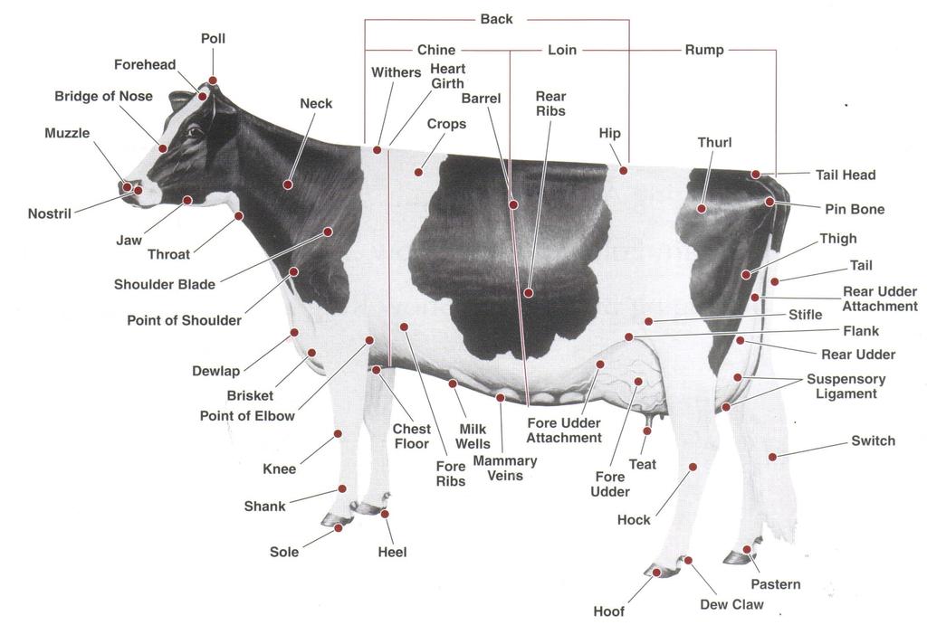 Before you begin assessing and comparing animals, you must know the parts of the dairy cow.