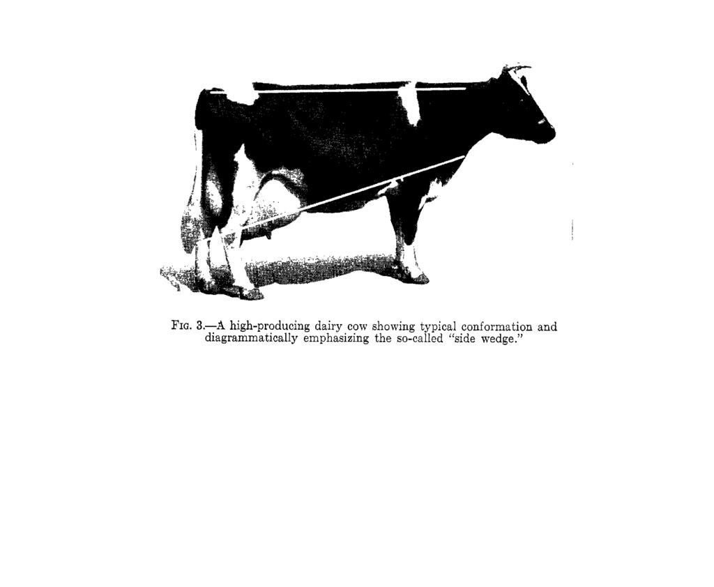 DAIRY TYPE AND BEEF TYPE COMPARED Type in an animal is the exemplification of the ideal characteristics for that animal as they have been formulated by functional requirements through generations of