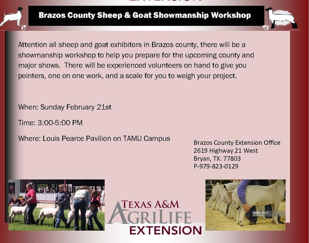 enter the show on February 3rd when the Broilers are picked up BCYLS Heifer Entries All Heifers