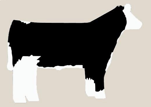 2017 Major Show Steer Classification updates continued Black