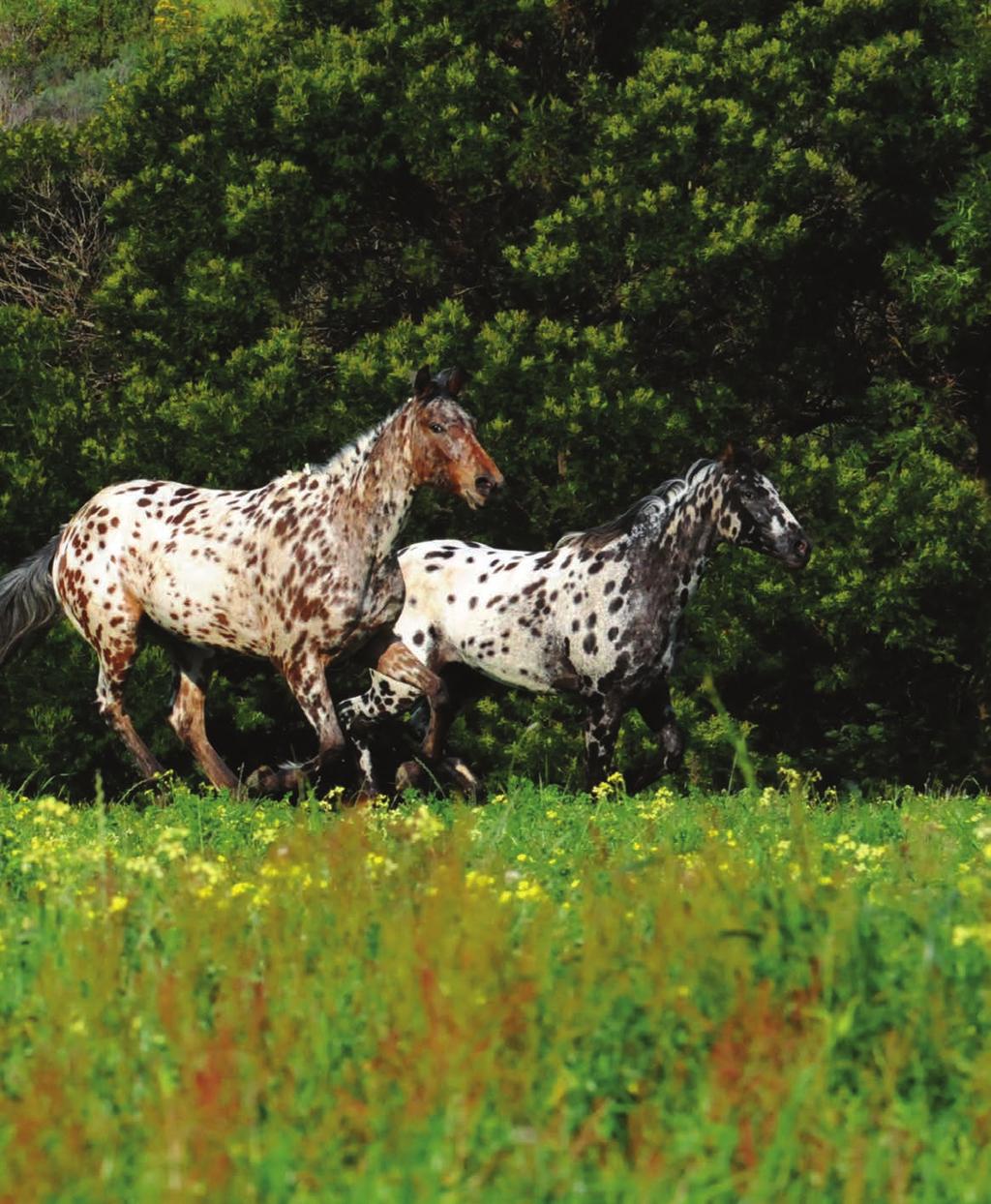 From right to left): Painted Mosaic (2008 Appaloosa Sport Horse