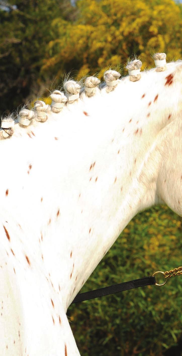 After several years of successfully breeding Appaloosa and Appaloosa Sport Horses, Marna Smith, an Animal Scientist with an MSc in Quantitative Genetics and Owner of The Painted Appaloosa Stud,