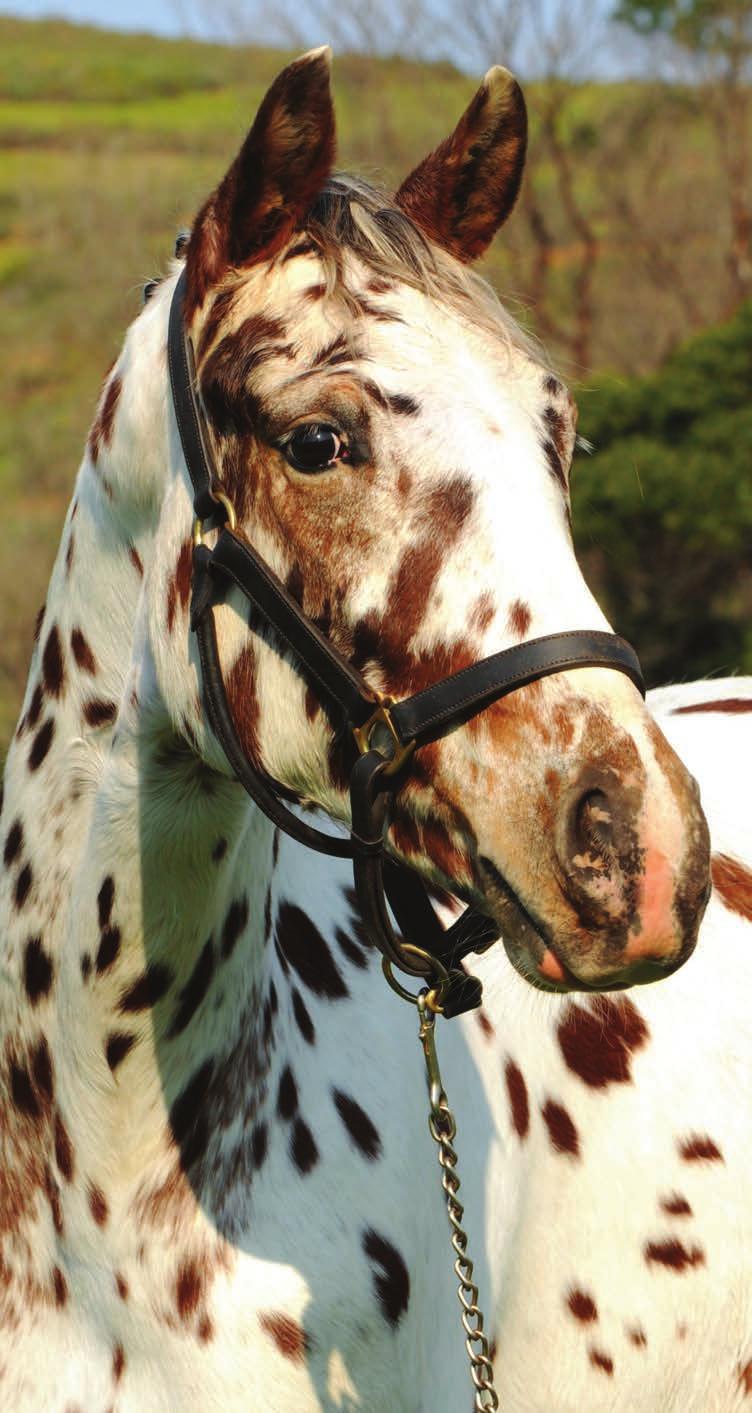 KNN Mainbook Knabstrupper Sport Horse filly, Sartor Danish Design (bay leopard standing at 16.