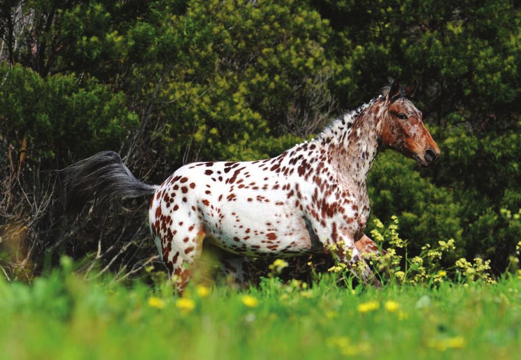 2008 Appaloosa Sport Horse filly standing at 16hh, Painted Mosaic (by Alpha Waps Pistachio out of Nightingales Blue Doll) Palomino snowcap Appaloosa mare,