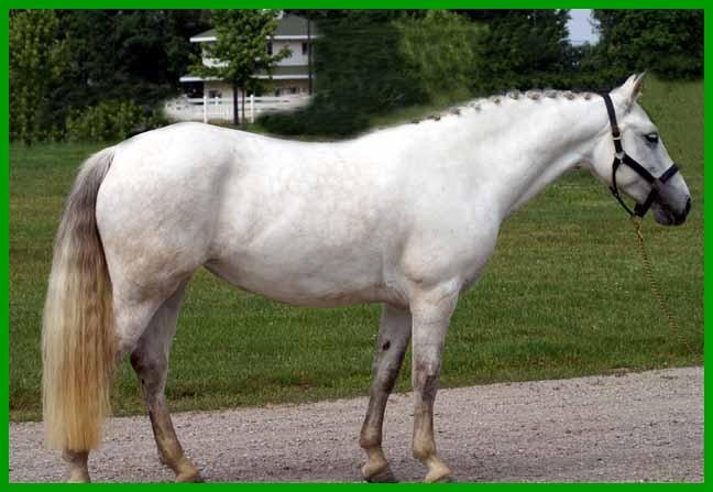 They are generally between 9 and 11 hands and come in all colors except appaloosa pattern. There are 2 types of shetlands the classic Shetland and the American Shetland.