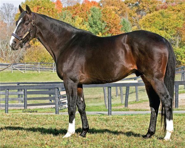 Thoroughbred - Developed in England in the early 1700s. Every TB traces back to 3 foundation stallions the Byerly Turk, the Godolphin Arabian and the Darley Arabian.