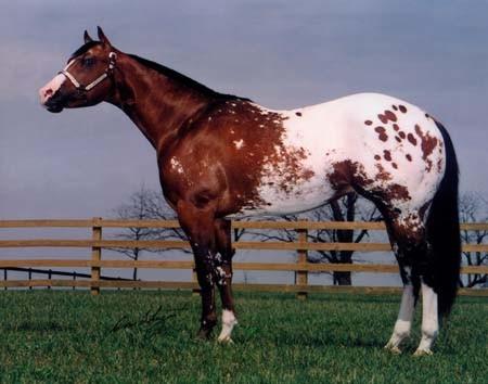 They are usually between 14 and 16 hands and come in many colors, including sorrel (chestnut), bay, black, brown, buckskin, dun, red dun, gray, grullo, palomino, red roan, blue roan, bay roan,