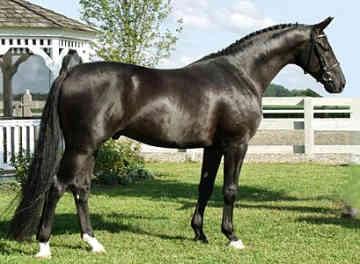 Warmbloods - Developed in many European countries, mostly in the 19th and 20th centuries by crossing heavy farm horses (coldbloods) with lighter, faster thoroughbreds (hotbloods).