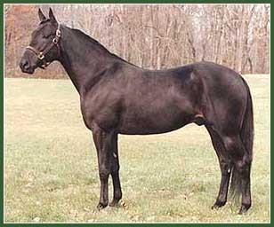 1 15 hands and come in any color except appaloosa patterns, but are most commonly bay, chestnut and black.