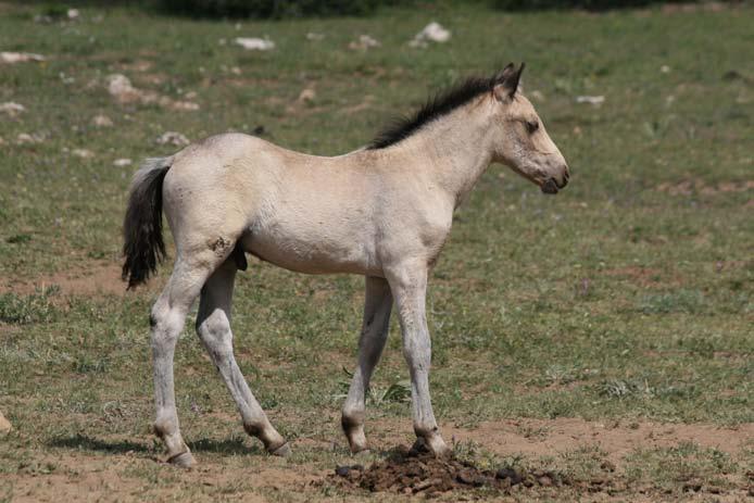 1 Introduction 7 Figure 1.3 Foals of colors with black points, like this dun, usually do not have black points at birth but only develop them later.