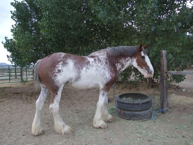 4 This bay horse has extensive white markings that obscure the lower leg color, leaving the mane and tail as the only accurate indicator of point color.