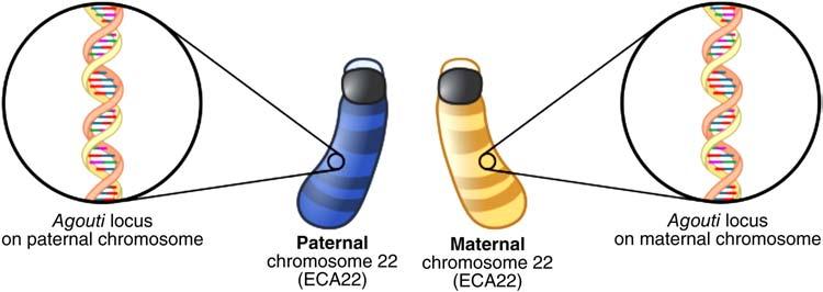 14 Equine Color Genetics Figure 1.10 This is a schematic of chromosome 22, highlighting the site of the Agouti locus on both the maternal and paternal chromosomes.