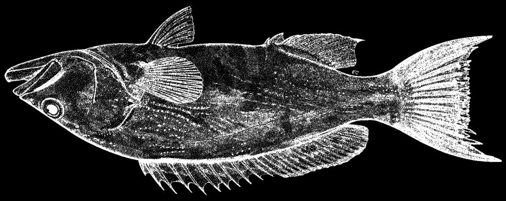 1358 Bony Fishes Mycteroperca phenax Jordan and Swain, 1884 FAO names: En - Scamp; Fr - Badèche galopin; Sp - Cuna garopa. MKH Diagnostic characters: Body depth contained 3.0 to 3.