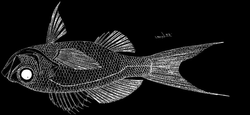 1350 Bony Fishes Hemanthias aureorubens (Longley, 1935) FAO names: En - Streamer bass; Fr - Coné doré; Sp - Cachucho.