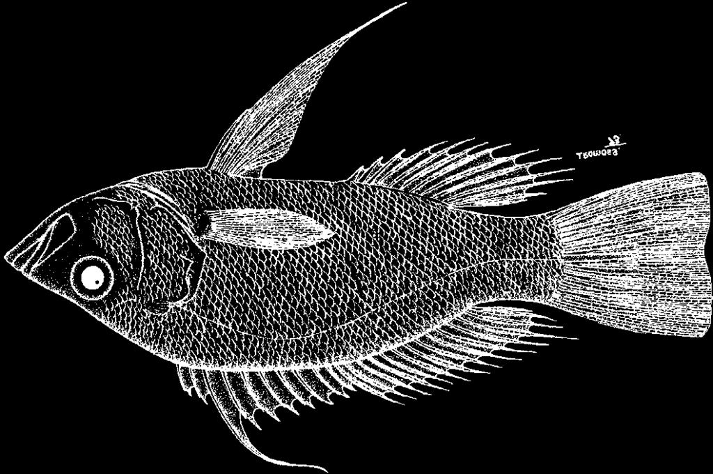 Perciformes: Percoidei: Serranidae 1351 Hemanthias leptus (Ginsburg, 1952) FAO names: En - Longtail bass; Fr - Coné grand veil; Sp - Cachucho ojón.