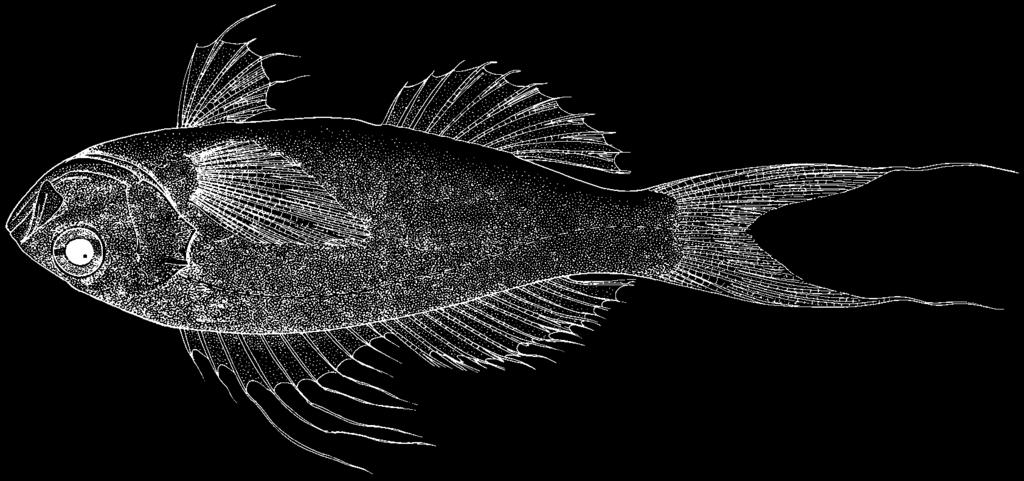 1352 Bony Fishes Hemanthias vivanus (Jordan and Swain, 1885) FAO names: En - Red barbier.