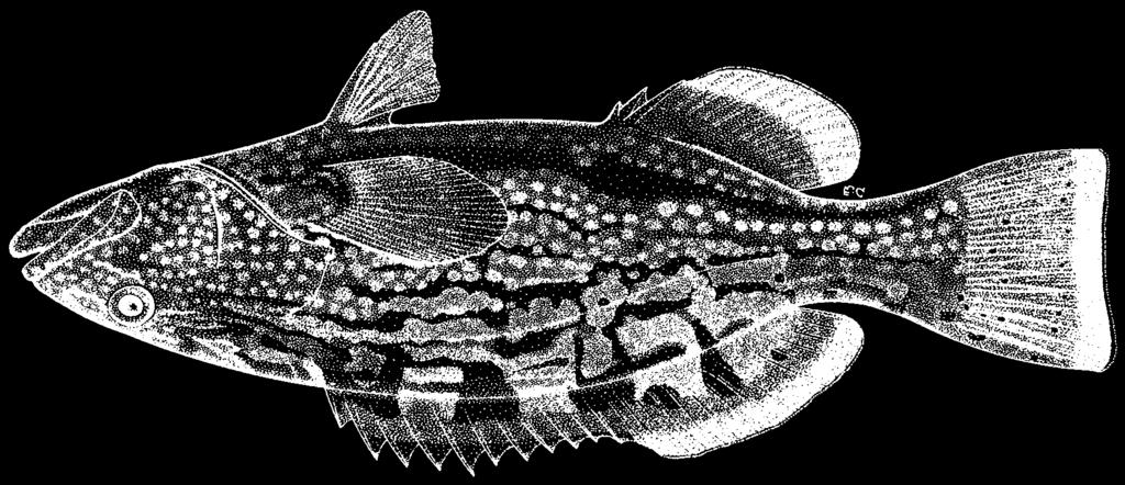 1354 Bony Fishes Mycteroperca bonaci (Poey, 1860) FAO names: En - Black grouper; Fr - Badèche bonaci; Sp - Cuna bonací.