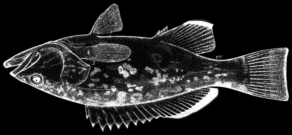Perciformes: Percoidei: Serranidae 1355 Mycteroperca cidi Cervigón, 1966 FAO names: En - Venezuelan grouper; Fr - Badèche blanche; Sp - Cuna blanca.