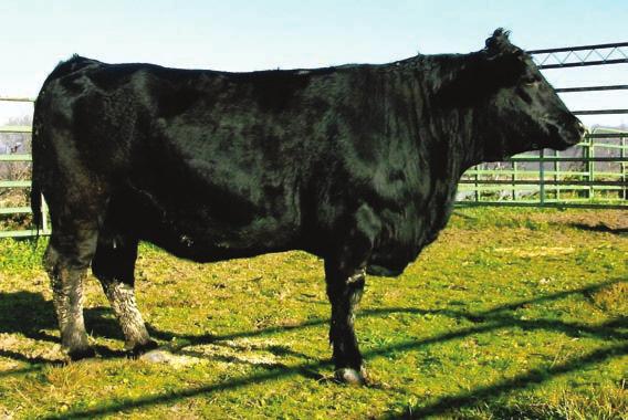 This years calf sells as Lot 34 in our bull offering. She is out of SRS Montana, a bull we purchased from Skillstad Simmentals in Montana. She has her whole life ahead of her for you.