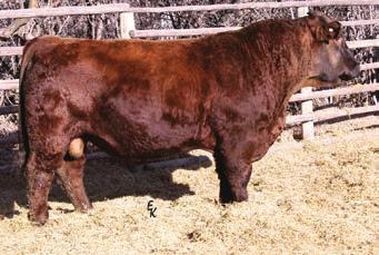 6 We purchased Break Free from Kenner Simmentals. He is out of NLC Break Free 72W, a popular AI sire with ABS.