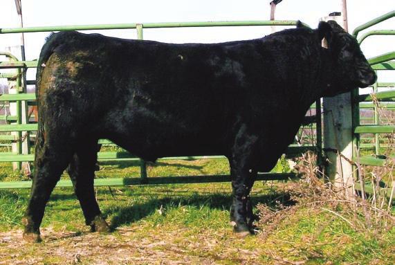 He is in the top 10% of the Simmental breed for 6 EPD s and Indexes, including calving ease, weaning weight and yearling weight. Both first calf heifers are bred to him.
