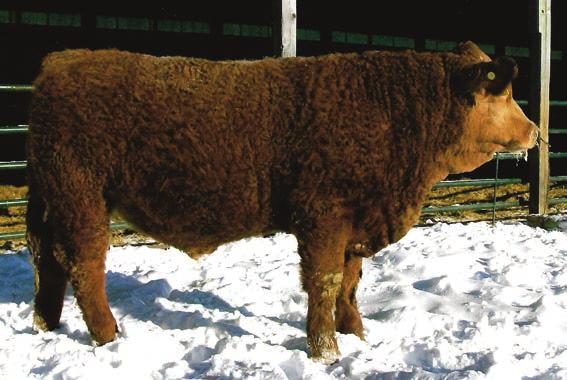 He ranks in the top 25% in the Simmental breed for 6 EPD s or Indexes. His birth ratio was 109. We should be keeping him.