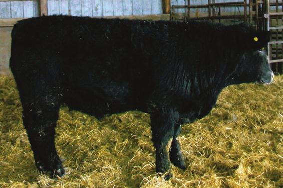 Dodge City s sire was Rockin R Perfector, a son of Rockin R Sterling. He gained 3.41 pounds per day off the cow. His adjusted weaning weight was 783 pounds.