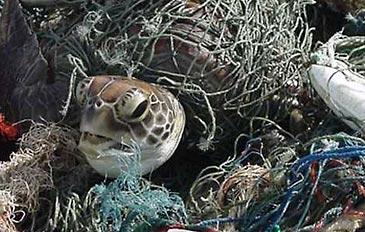 more than 290 marine turtles
