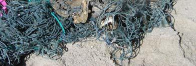 entangles marine species impacts on