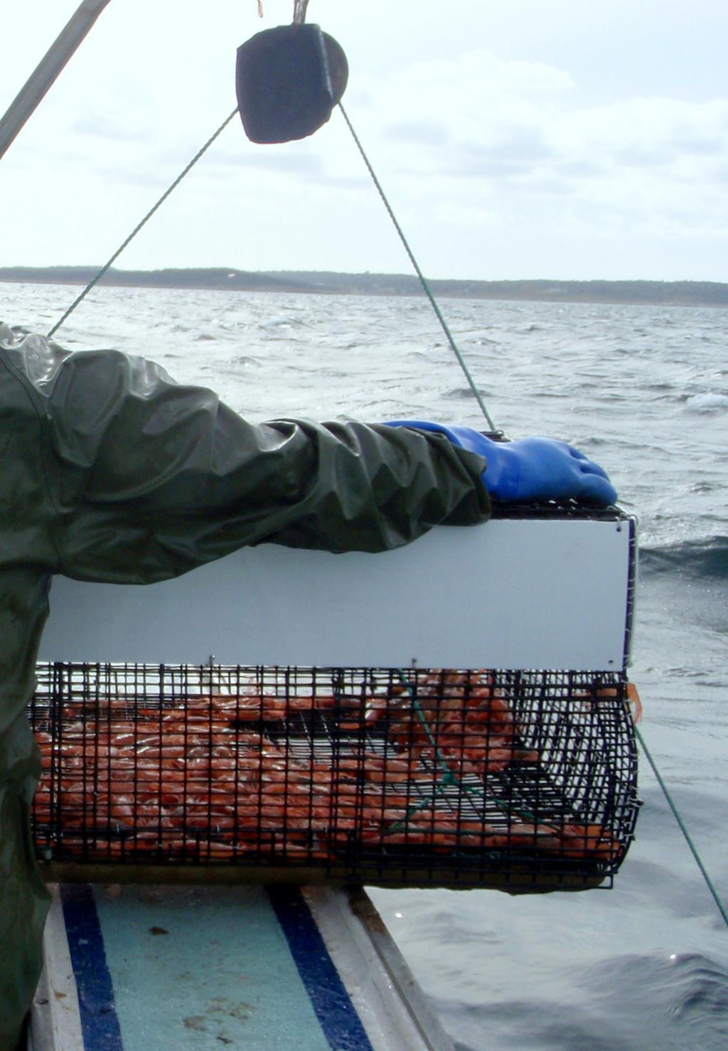 Nova Scotian Shrimp: Small-Scale Fishers get Best Choice Ranking Chedabucto Bay trap-caught shrimp are a sustainable, Canadian option, and have been given international recognition after receiving a