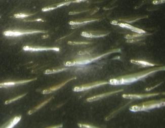 In this activity, students collect and analyze data adapted from recent research that explores the correlation between the presence of fish farms and mortality rates in wild salmon runs adjacent to
