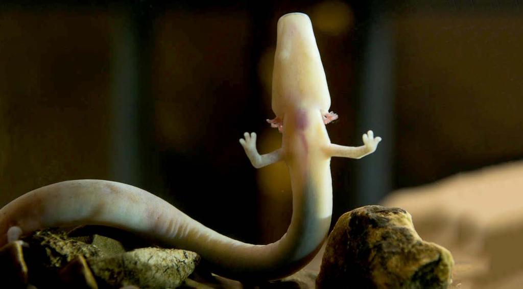 Twenty-two babies hatched from eggs laid by this mother dragon. An olm egg hatches in the Postojna Cave. September 22, 2016 Monster Alert! Baby dragons were born this summer in a cave in Europe.