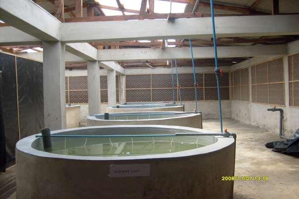 Plate 5: Nursery concrete tanks for rearing of larvae of marine shrimp Penaeus